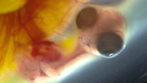 Photo of a chicken embryo inside the egg