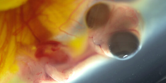 Photo of a chicken embryo inside the egg