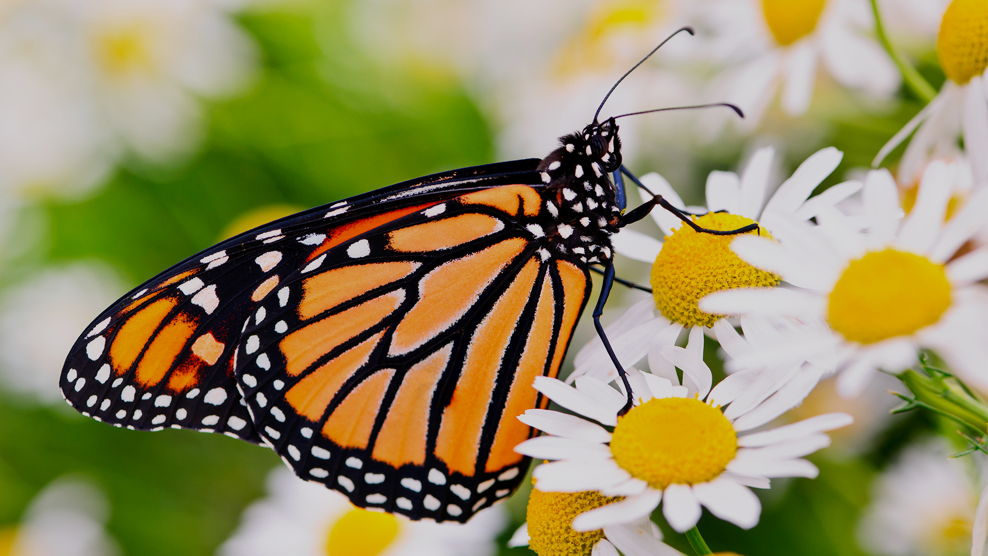 Monarch butterfly perched on a daisy