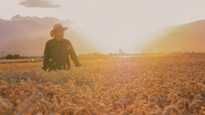 Famer walking through field of golden wheat during sunset