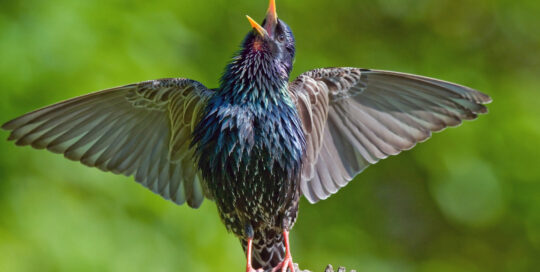 Starling bird in flight