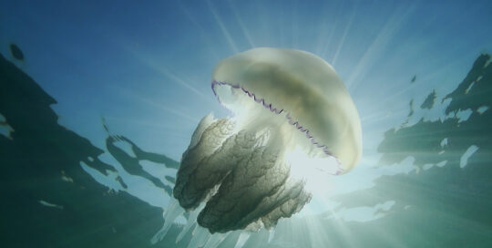 A jellyfish swimming with the sun shining as a spotlight through the water
