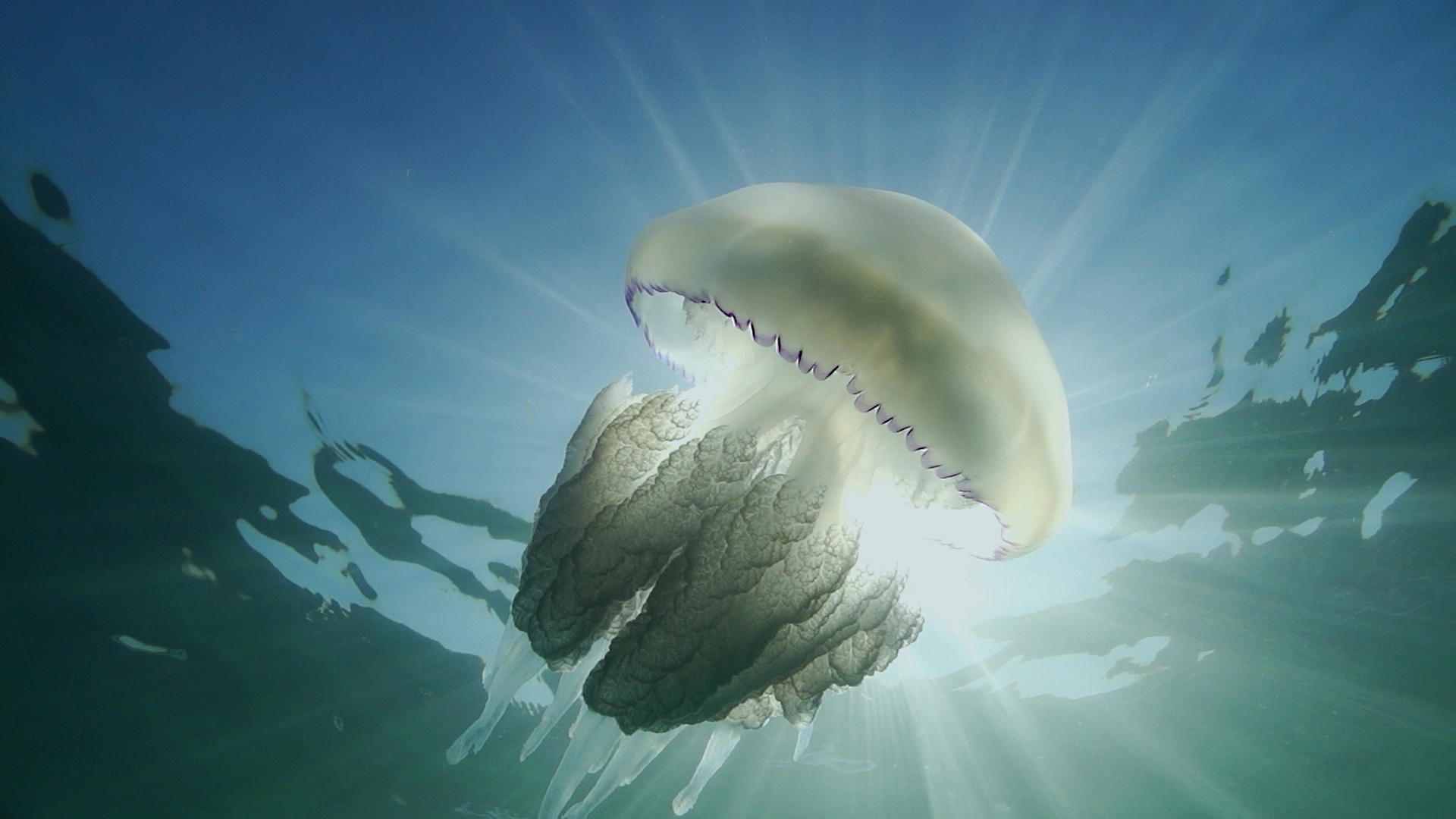 A jellyfish swimming with the sun shining as a spotlight through the water