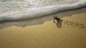 Photograph of a small olive Ridley turtle making its way to the ocean after hatching