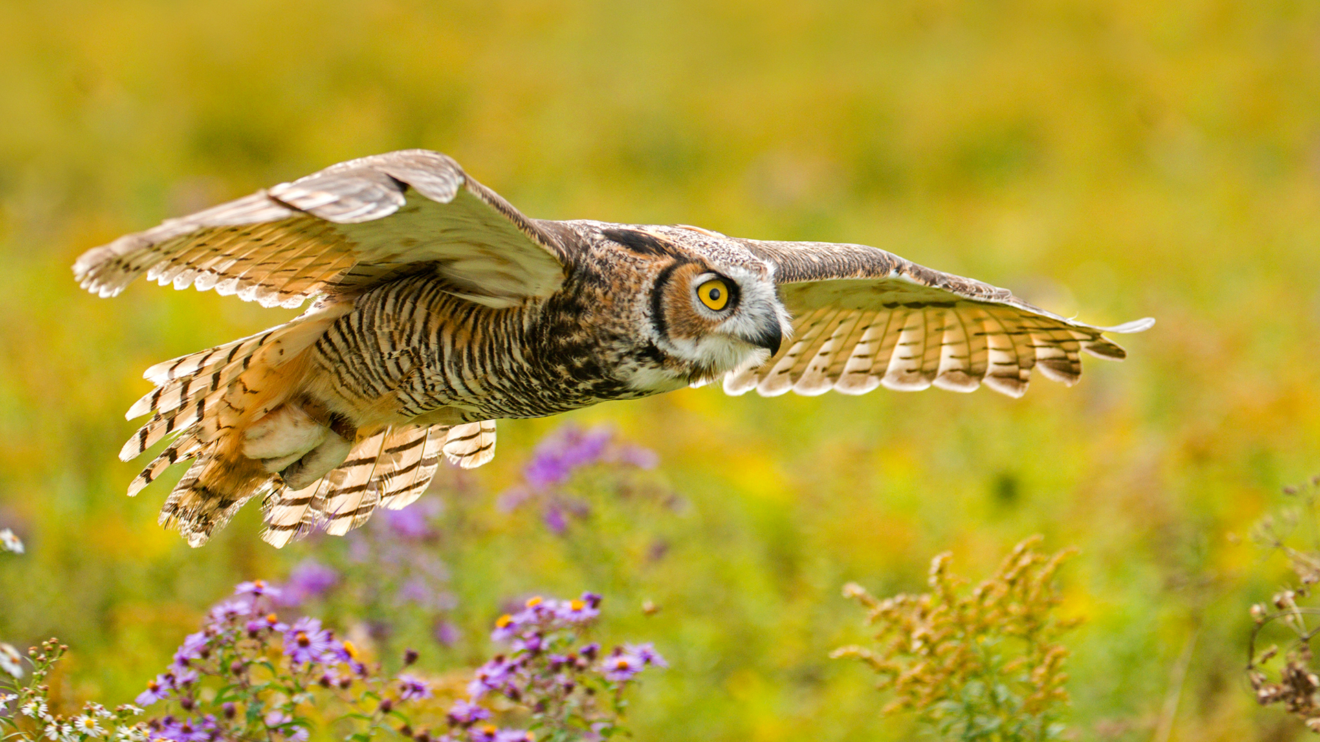 Photo of a large horned owl in mid flight
