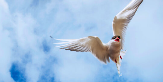 An Arctic Tern flying in mid-air