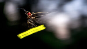 close-up photograph a firefly in mid-air