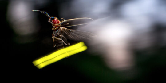 close-up photograph a firefly in mid-air
