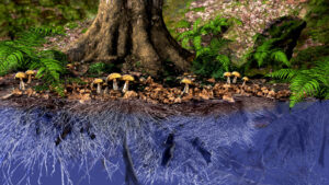 photo of the roots and fungi beneath a tree