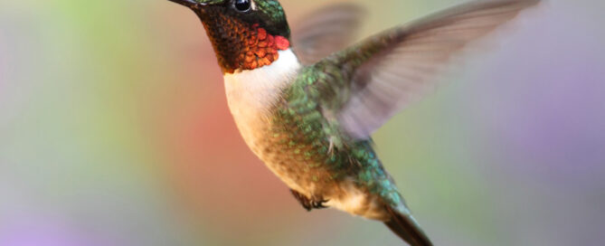 Show moreShow lessClose-up of a hummingbird in flight with blurred wings, a green iridescent body, a red throat, and a long beak, set against a soft pastel background.