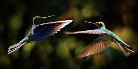 Image of two hummingbirds flying in mid air