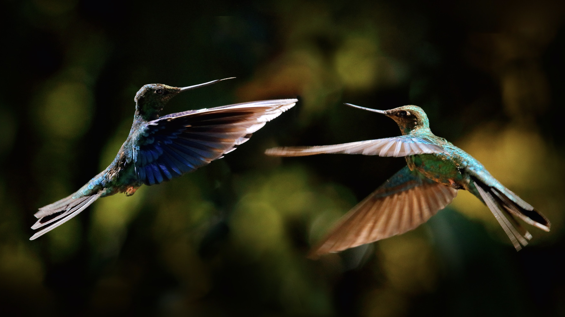 Image of two hummingbirds flying in mid air