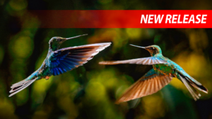 Two Hummingbirds flying facing one another
