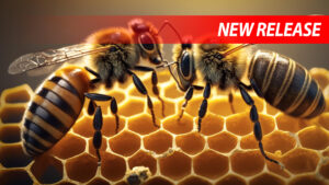 two worker bees on a honey comb