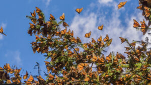 A tree branch filled with hundreds of monarch butterflies perched on it