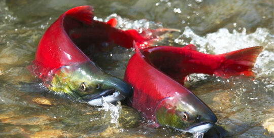 two salmon swimming in a stream