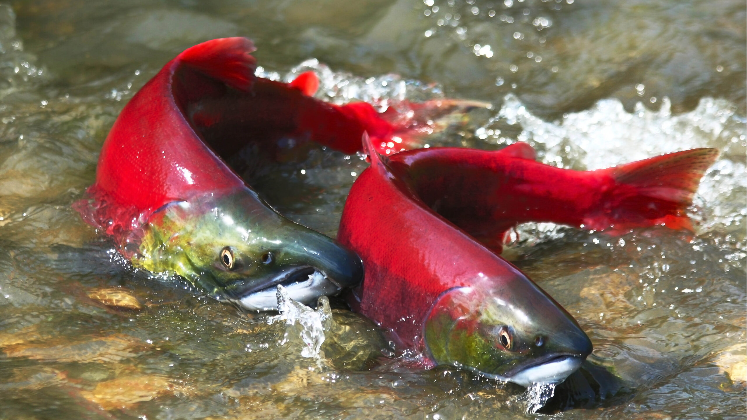 two salmon swimming in a stream