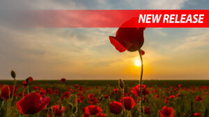 A beautiful photo of a red poppy during sunset