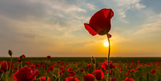 A beautiful photo of a red poppy during sunset