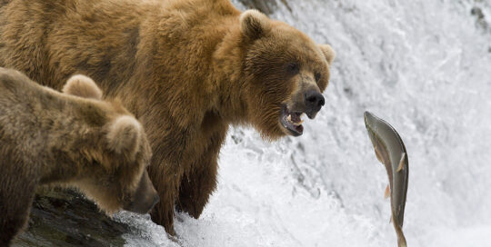 An Alaskan Brown Bear is about to catch a Salmon for lunch
