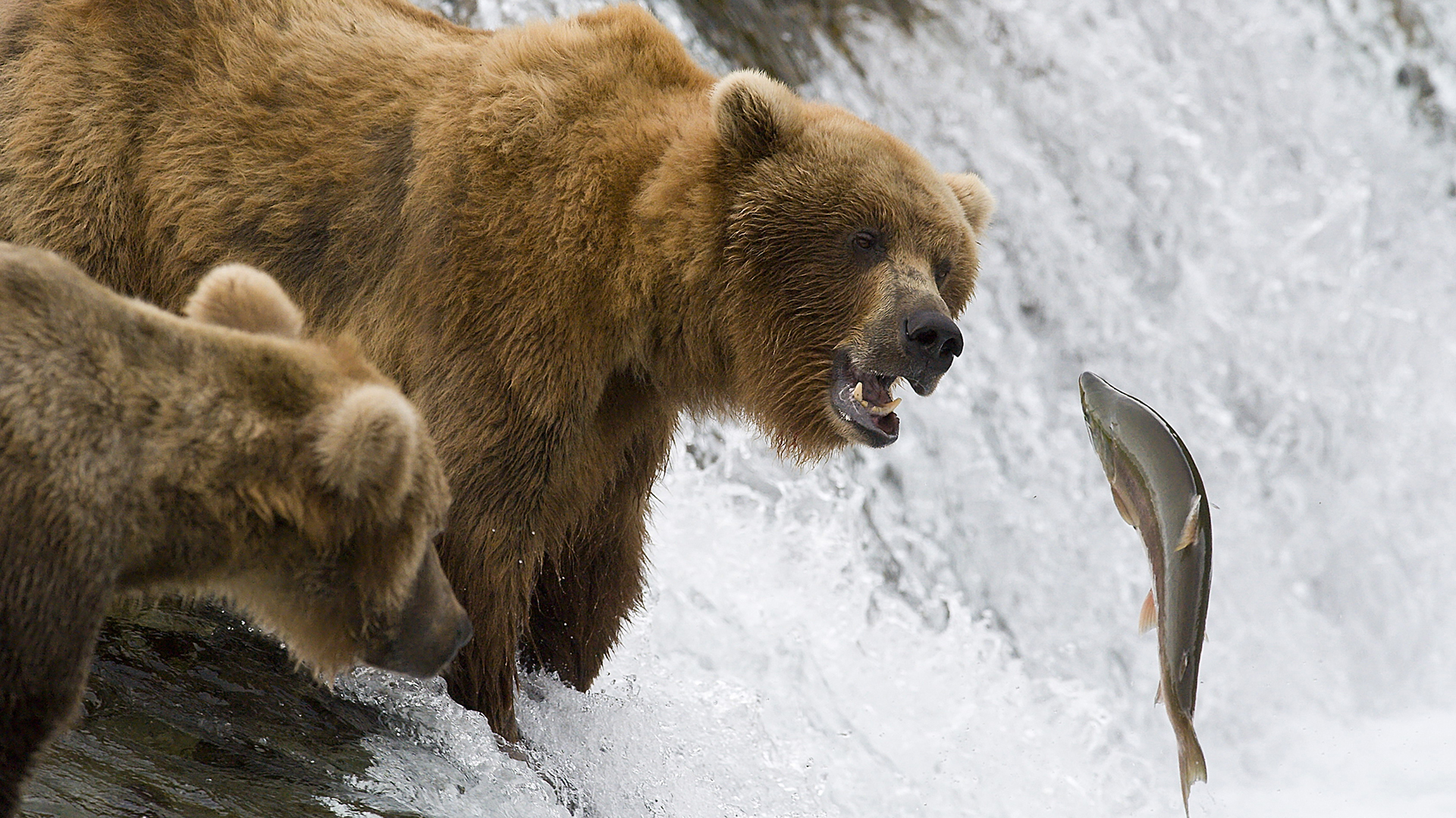 An Alaskan Brown Bear is about to catch a Salmon for lunch