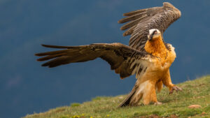 Photo of a beautiful vulture showing off it's huge wingspan