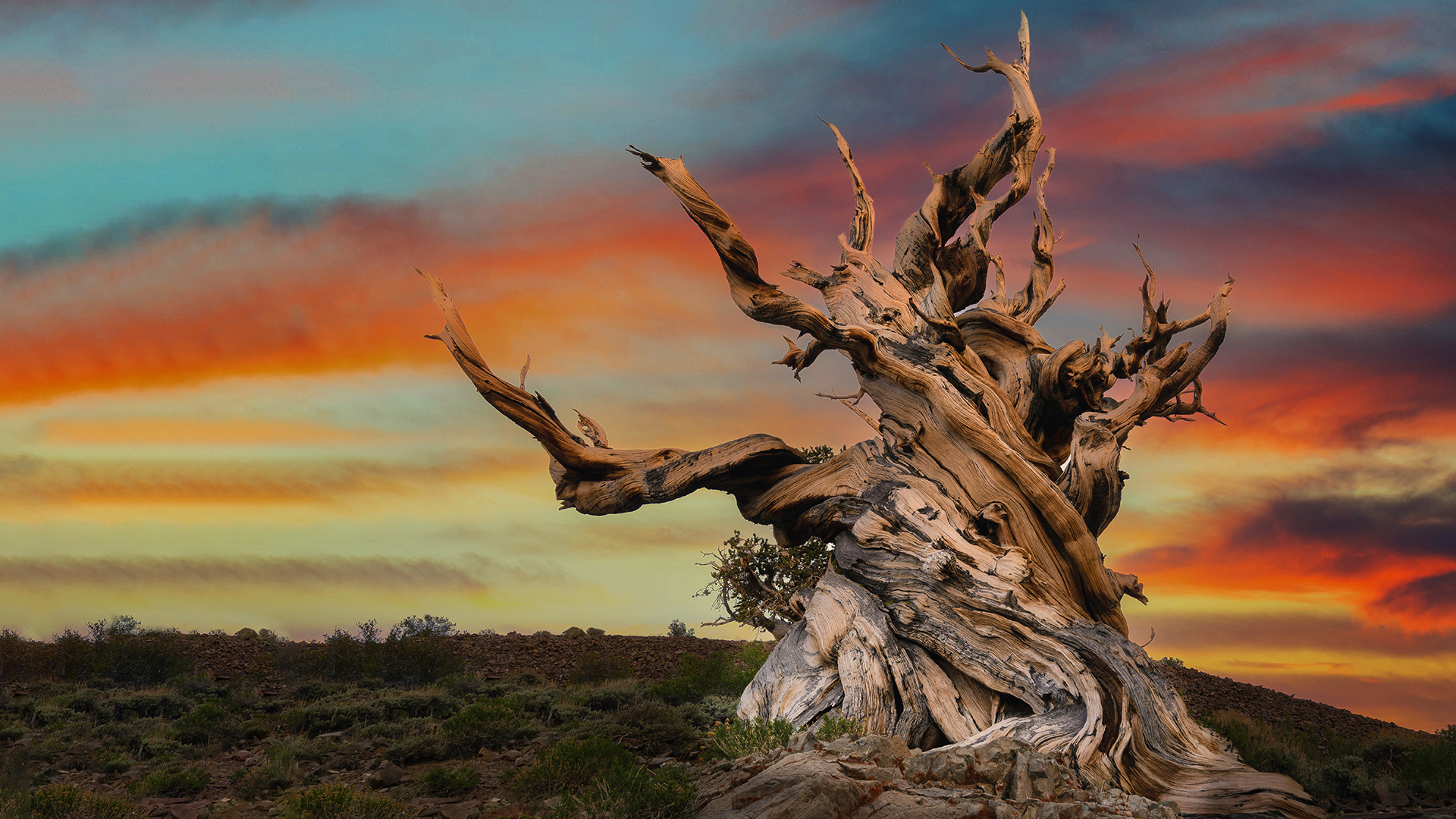 Photograph of a VIbrant sunrise over Ancient Bristlecone Pine Forest in Bishop