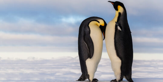 Two cute emperor penguins standing close together.