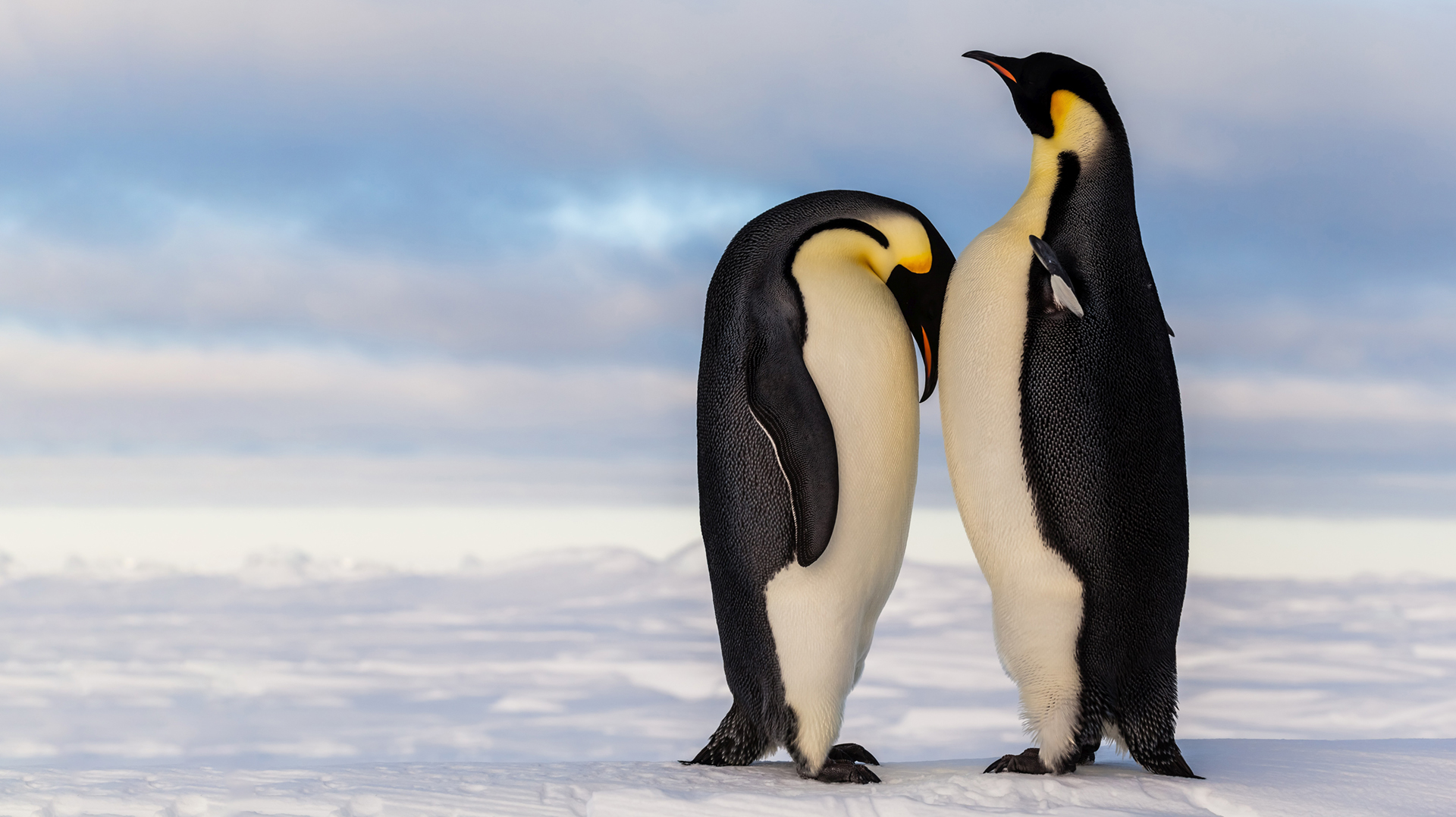 Two cute emperor penguins standing close together.