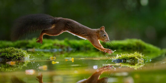 Small Squirel jumping over water