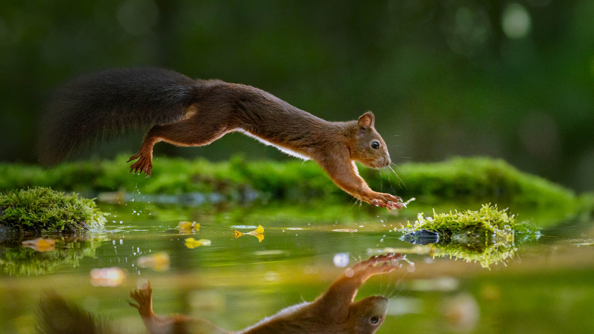 Small Squirel jumping over water