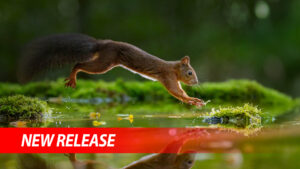 Small Squirel jumping over water