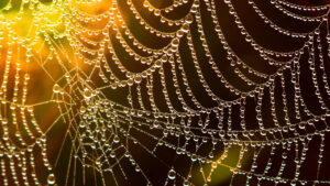 Golden spider web with dew drops on it