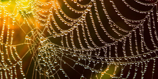 Golden spider web with dew drops on it