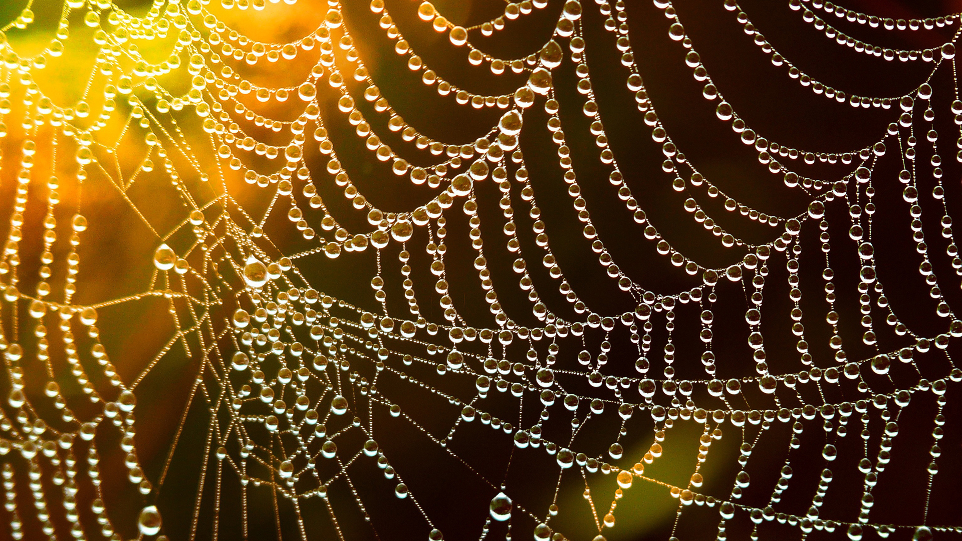 Golden spider web with dew drops on it