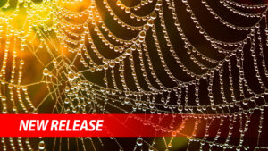 Golden spider web with dew drops on it