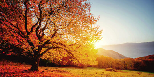 A beautiful tree in autumn with red and orange leaves