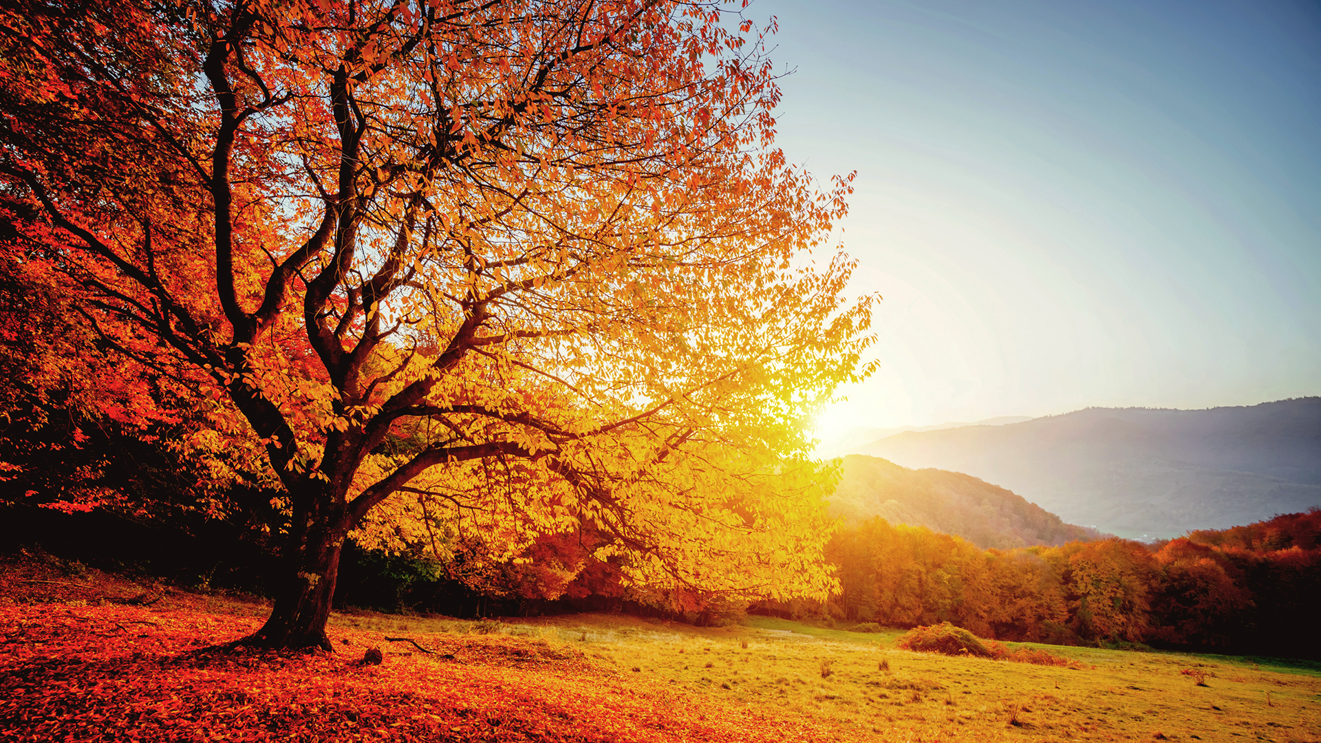 A beautiful tree in autumn with red and orange leaves