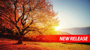 A beautiful tree in autumn with red and orange leaves