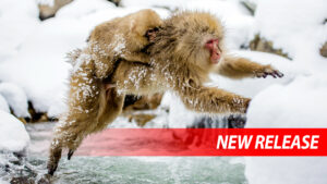 A Japanese macaque leaps across a snow-covered stream while carrying a baby clinging to its back, water splashing below in a cold winter landscape.