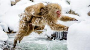 A Japanese macaque leaps across a snow-covered stream while carrying a baby clinging to its back, water splashing below in a cold winter landscape.