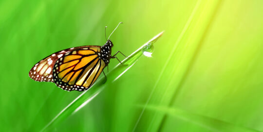 Close-up of a monarch butterfly perched on a vivid green blade of grass with soft sunlight and a blurred green background.