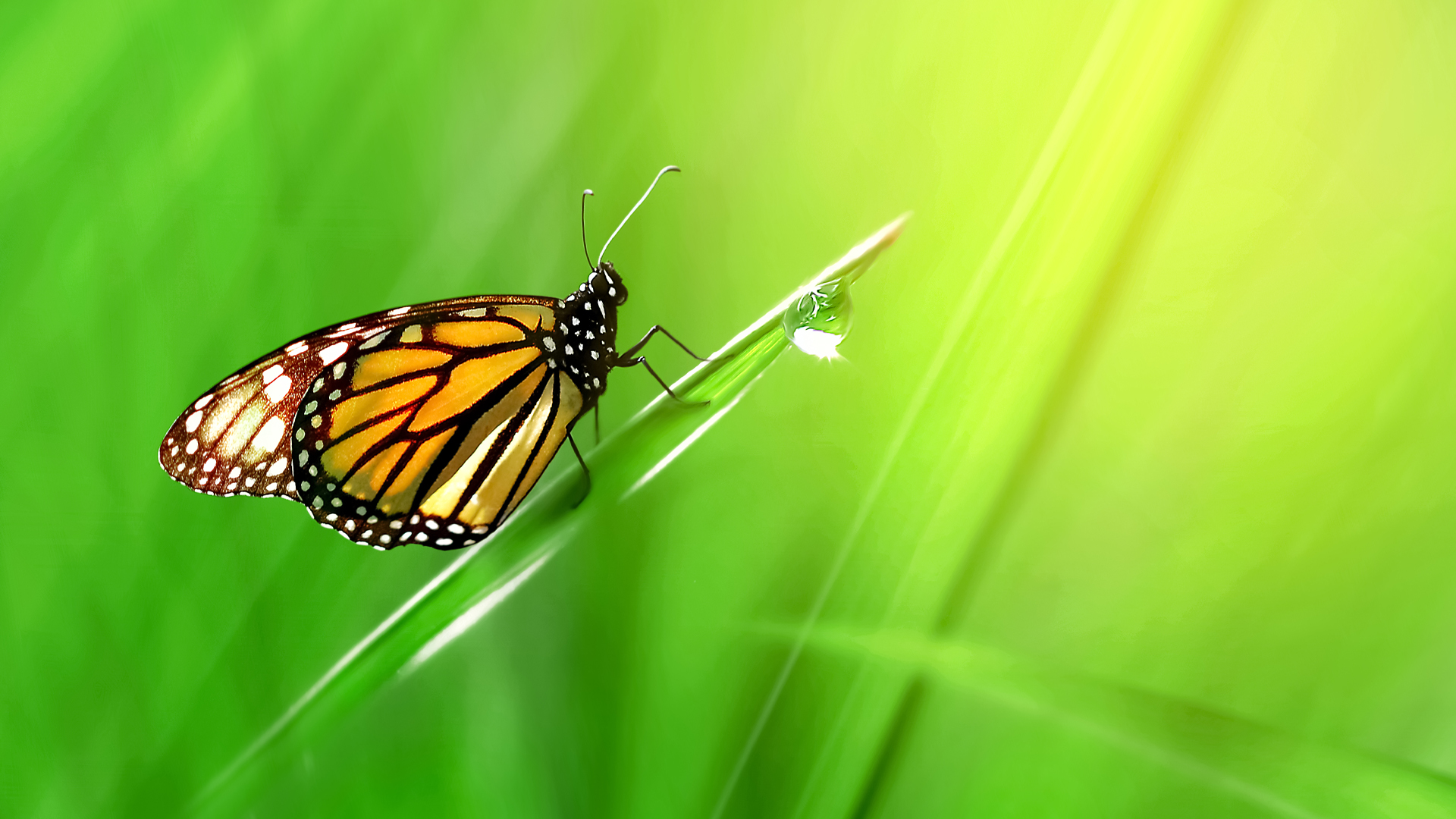 Close-up of a monarch butterfly perched on a vivid green blade of grass with soft sunlight and a blurred green background.