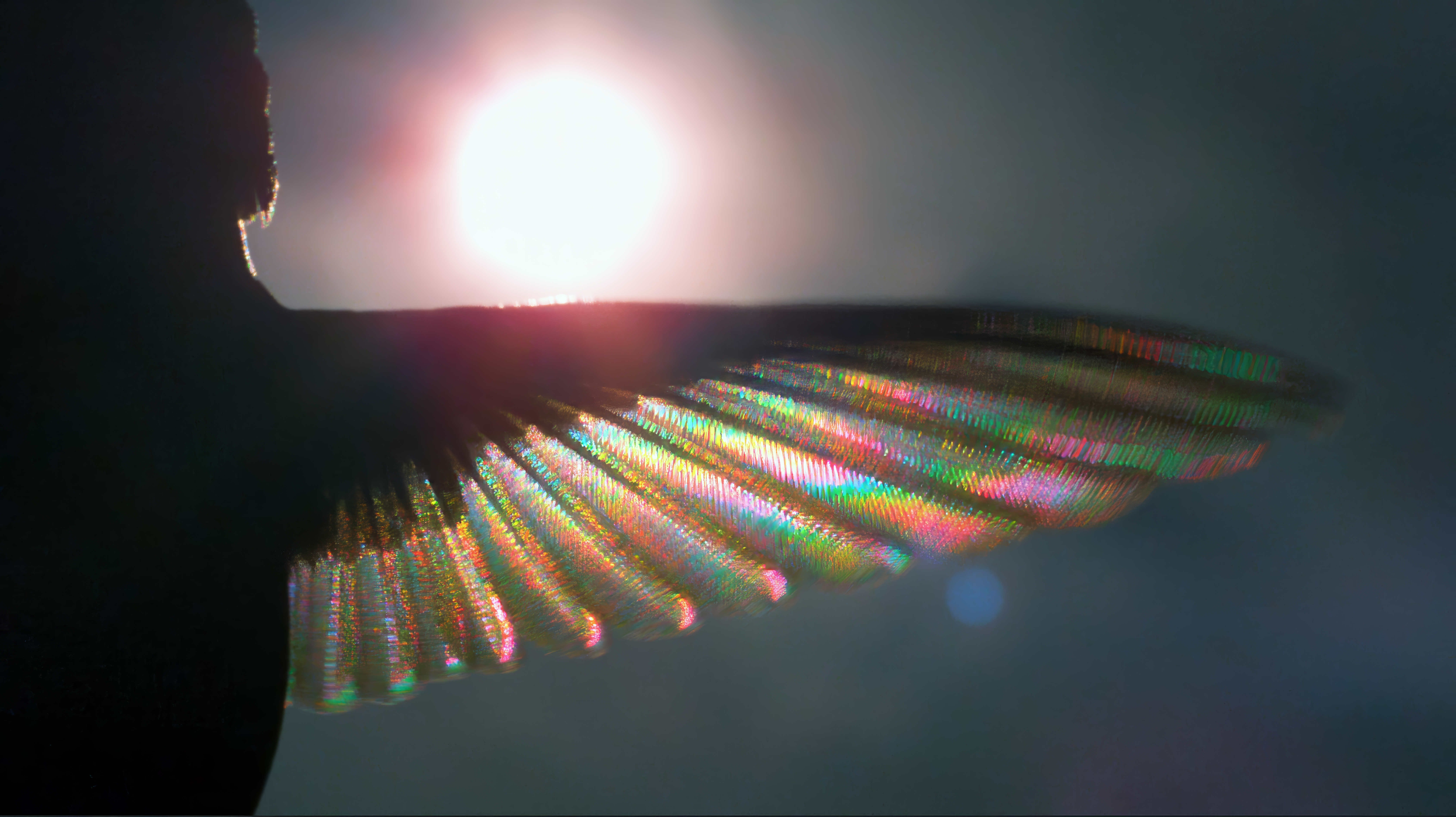 Close-up silhouette of a hummingbird wing glowing with rainbow colors as sunlight shines through it against a dark blue background.