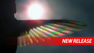 Close-up silhouette of a hummingbird wing glowing with rainbow colors as sunlight shines through it against a dark blue background.