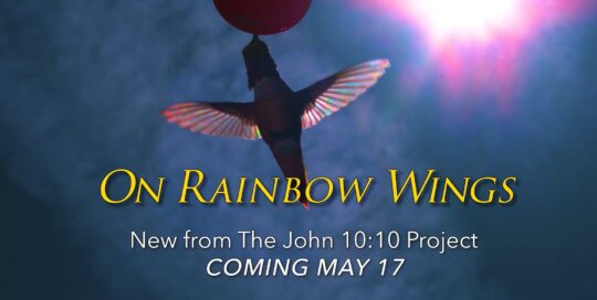 Image of a hummingbirds wings looking like a rainbow in mid flight lit up by the sun