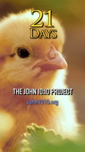 photo of a baby chick