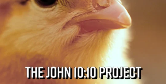 photo of a baby chick
