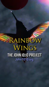 photograph of the wings of a hummingbird with an iridescent rainbow color in its wings