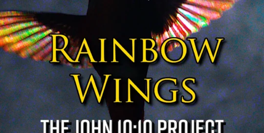 photograph of the wings of a hummingbird with an iridescent rainbow color in its wings